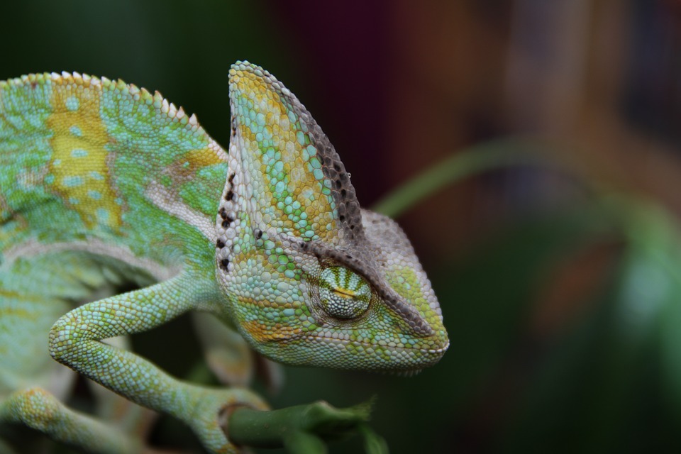 sleeping-chameleon-202417_960_720