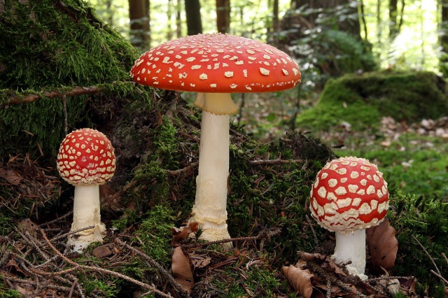 s_Fliegenpilz_fly_agaric_Amanita_muscaria